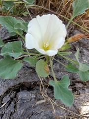 Calystegia subacaulis