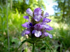 Prunella × intermedia