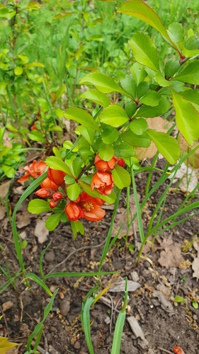 Chaenomeles japonica