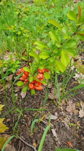 Chaenomeles japonica