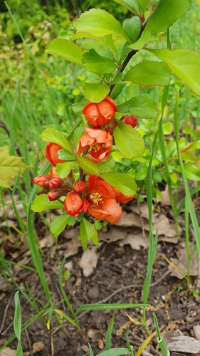 Chaenomeles japonica