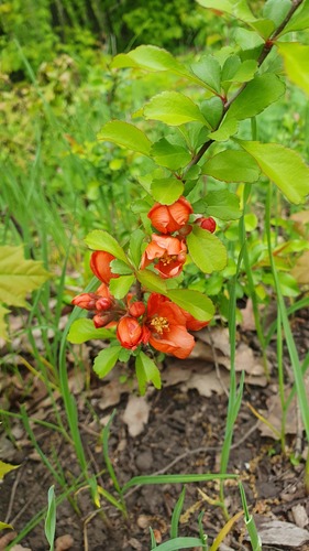 Chaenomeles japonica