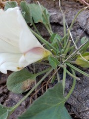 Calystegia subacaulis