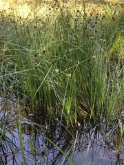 Cyperus blepharoleptos