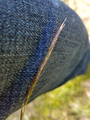 Deschampsia elongata