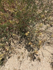 Astragalus douglasii parishii