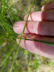 Deschampsia elongata