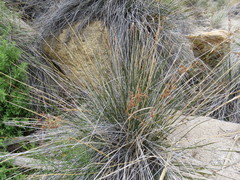 Juncus acutus leopoldii