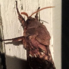 Oxycanus australis