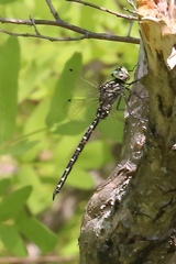 Gomphaeschna furcillata