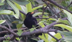 Turdus merula