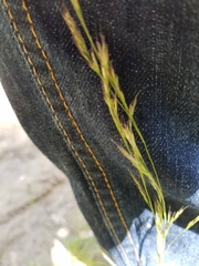 Deschampsia elongata