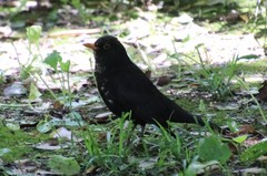 Turdus merula