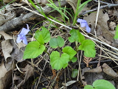 Viola rostrata