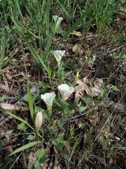 Calystegia occidentalis occidentalis