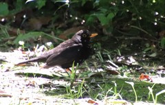 Turdus merula