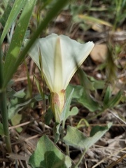 Calystegia occidentalis occidentalis