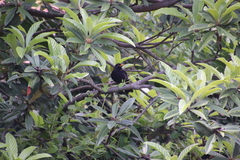 Turdus merula