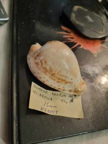 Cypraea hesitata observed 2017-05-11