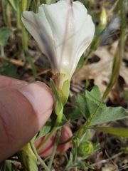 Calystegia occidentalis occidentalis