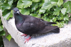 Columba livia domestica