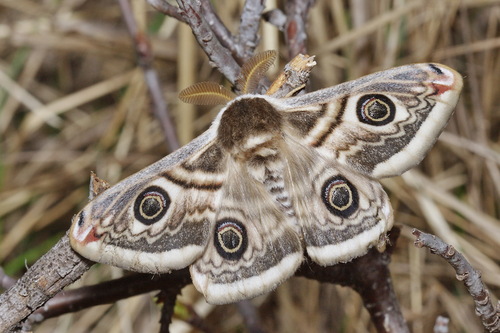 Saturnia spini