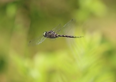 Gomphaeschna furcillata