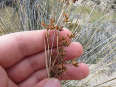 Juncus acutus leopoldii