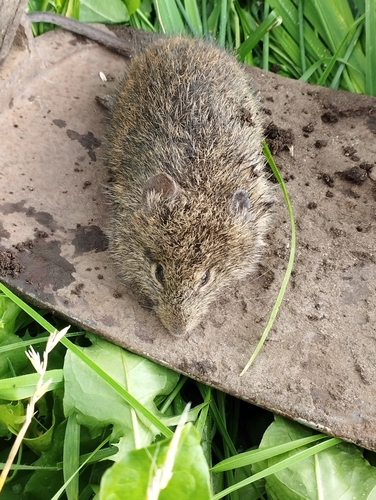 Alston's cotton rat (Sigmodon alstoni) — Least Concern Mammalia