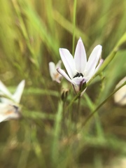 Triteleia peduncularis