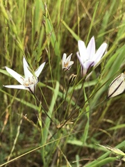 Triteleia peduncularis