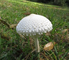 Macrolepiota dolichaula