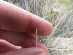 Juncus acutus leopoldii