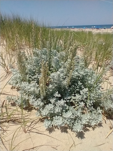 Artemisia stelleriana
