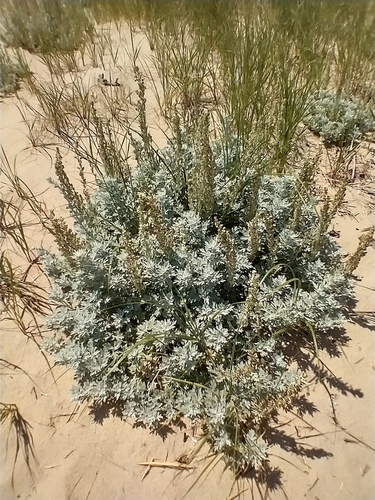 Artemisia stelleriana