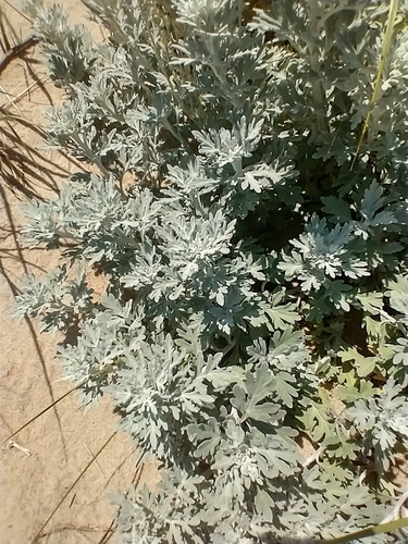 Artemisia stelleriana