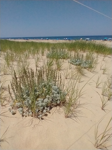 Artemisia stelleriana