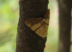 Eulepidotis juncida