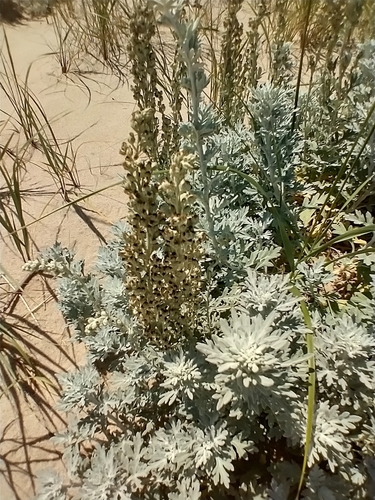 Artemisia stelleriana