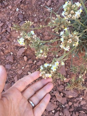 Oreocarya fulvocanescens