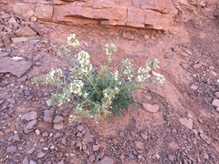 Oreocarya fulvocanescens