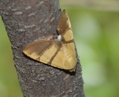 Eulepidotis juncida