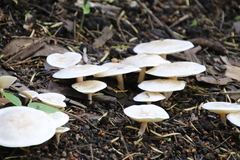 Fungi