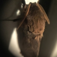Oxycanus antipoda
