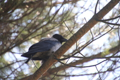 Corvus cornix
