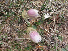 Pulsatilla vernalis