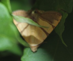 Eulepidotis juncida