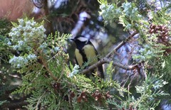 Parus major