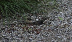 Podarcis muralis