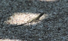 Podarcis muralis